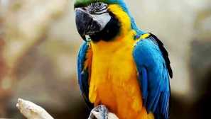 Колко години е папагал ара